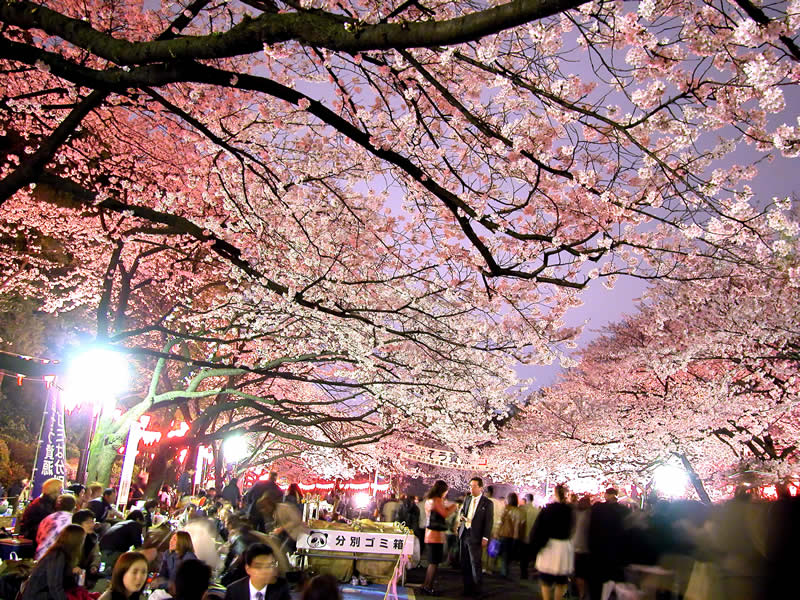 Party Under The Cherry Blossoms